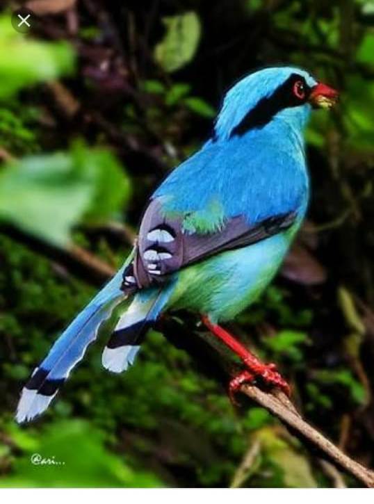 Birds in Rural village Tabakoshi