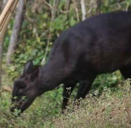 Fauna in Tabakoshi rural village