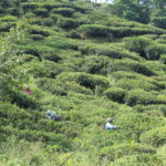 Tea Garden village Tabakoshi rural area of Darjeeling