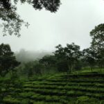 Tea garden