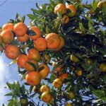 visit orange garden Darjeeling Tabakoshi