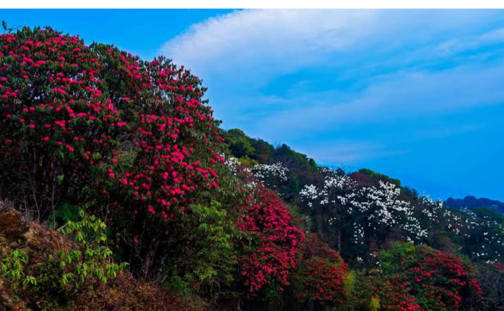 Flora in Darjeeling hills