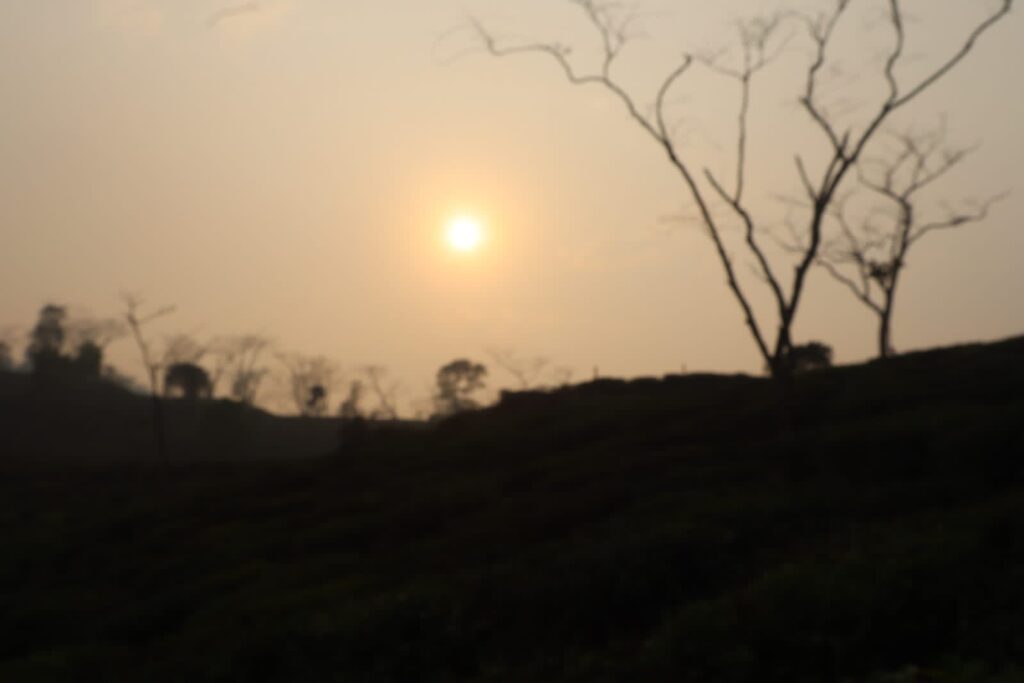 Peshok tea garden Homestay