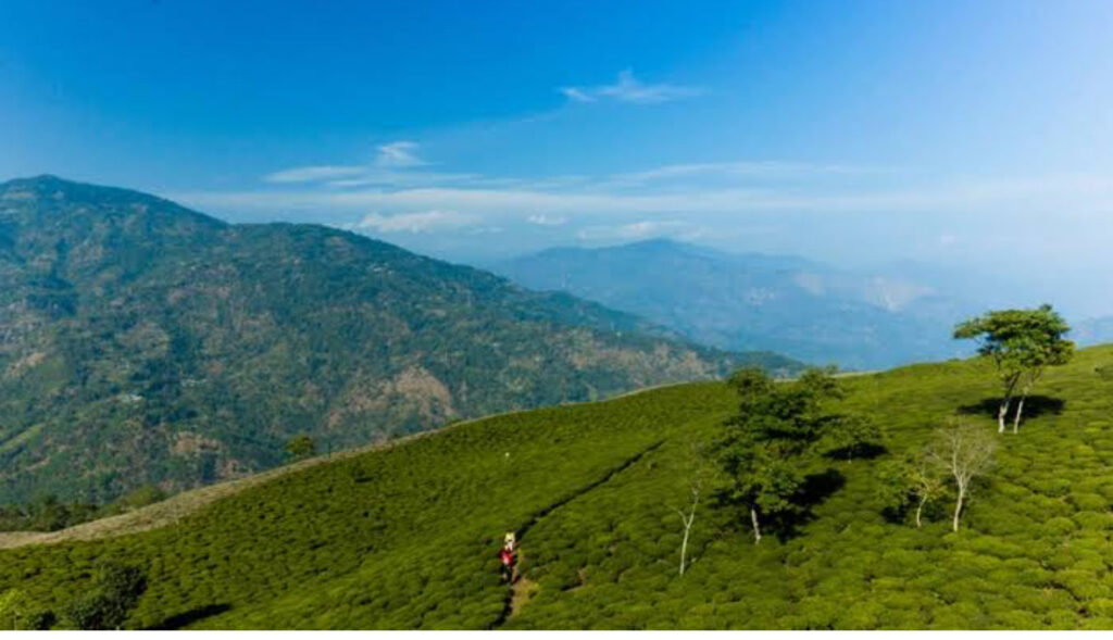 Peshok tea  garden homestay 