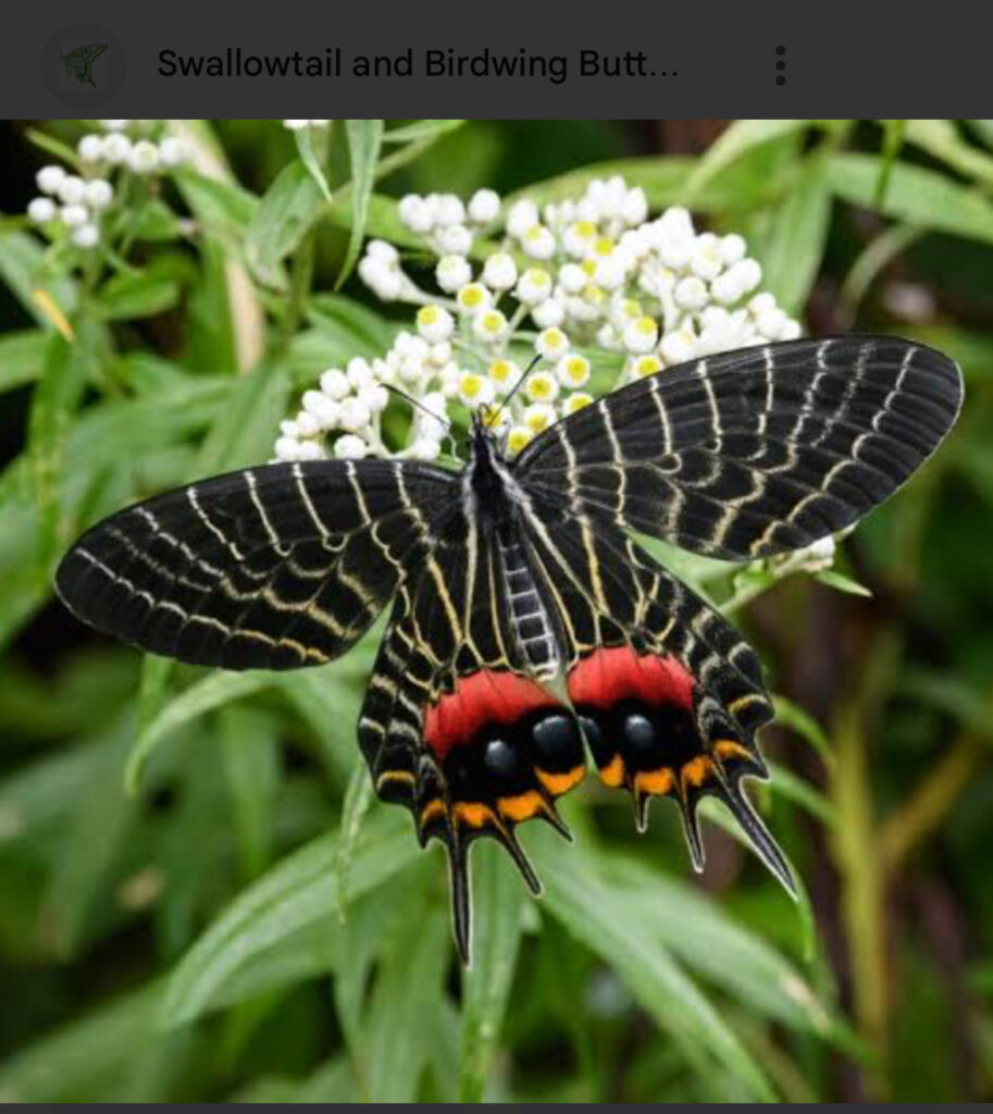 Butterfly in Darjeeling Hills 