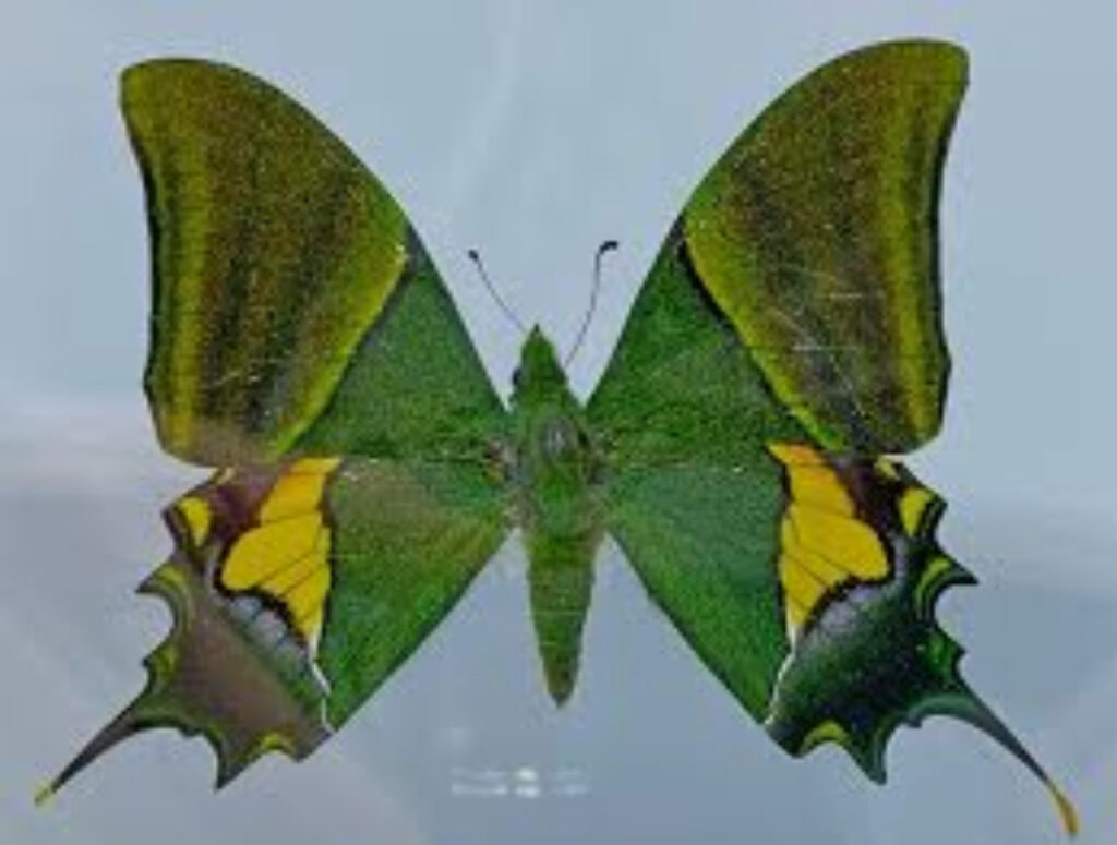 Butterfly in Darjeeling