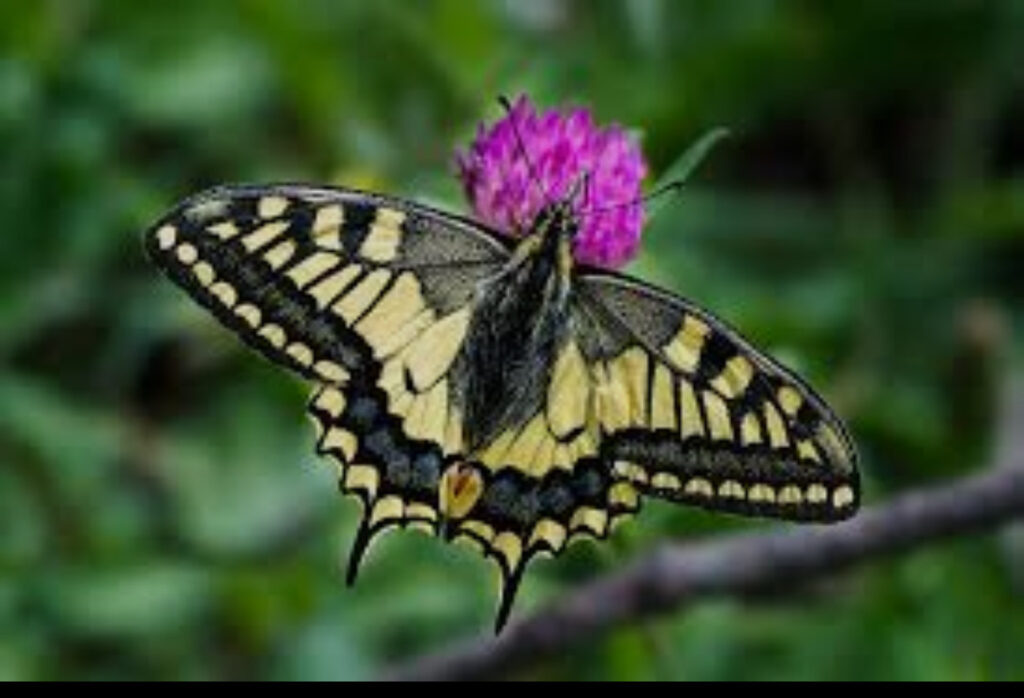 Butterfly in Darjeeling hills