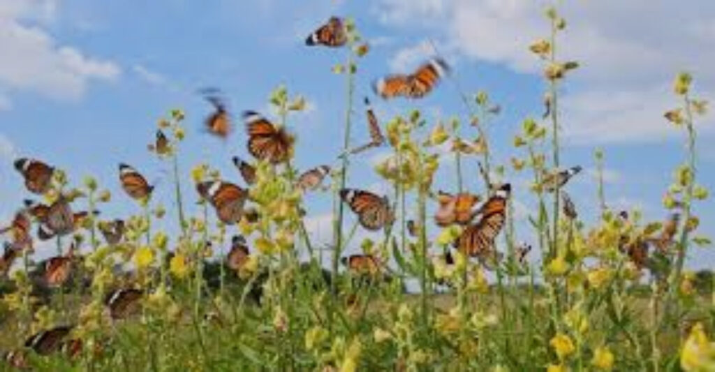 Butterfly in Darjeeling hills 
